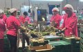 Moroccan Farmworkers Vanish from Spanish Asparagus Fields in Labor Experiment