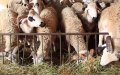 Moroccan Federation Debunks Rumors: Imported Eid Al-Adha Sheep Cost 2,850 Dirhams, Not 700