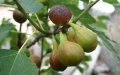 Moroccan Figs Take Center Stage at 25th Annual Festival in French Village