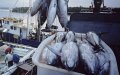 Moroccan Fisheries in Crisis: Experts Warn of Overfishing and Resource Depletion