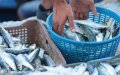 Moroccan Fishmonger Stirs Controversy with Drastically Discounted Sardines