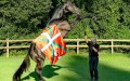 Morocco's King Mohammed VI Acquires Elite Stallion for 60,000 Euros