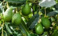 Moroccan lawyer: -50% yield! Why the sector experienced its worst historical season in 2026