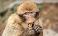Moroccan Man Arrested for Shooting Aggressive Monkey Terrorizing Town