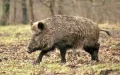 Moroccan Man Dies After Wild Boar Collision on Motorcycle in Taroudant Province