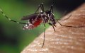 Moroccan Man Dies from Mosquito-Borne Illness Contracted in Ivory Coast