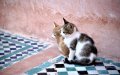 Moroccan Man Faces Trial for Cat Killing Caught on Video, Sparking Outrage
