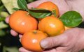 Moroccan Mandarin Monopoly: How a Royal Variety Conquered Spain's Citrus Industry