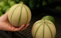 Moroccan Melons Flood Spanish Market