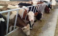 Moroccan milk on Spanish shelves? Anger rises among farmers