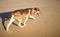 Moroccan Official Reverses Decision After Public Outcry Over Sick Dog's Travel Ban