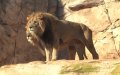 Moroccan Officials Debunk Rumors of Extinct Atlas Lion Sightings