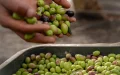 Moroccan Picholine Olive Oil: Healthier and Richer Than Italian Varieties