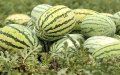 Moroccan Province Bans Watermelon Farming Amid Severe Drought