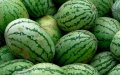 Moroccan Province Bans Watermelon Farming Amid Water Scarcity Crisis