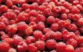 Moroccan Raspberry Production Surges, Outpacing Spanish Growers