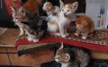 Moroccan Rescue Cats Seek Forever Homes in UK Adoption Drive