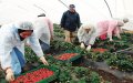 Moroccan Seasonal Workers Return to Spanish Farms Amid COVID-19 Restrictions