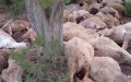Tragic Lightning Strike Kills 54 Sheep, Devastates Moroccan Shepherd's Livelihood