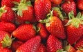 Moroccan strawberries: hepatitis A joins the dessert!