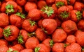 Moroccan strawberry exports collapse to historic low