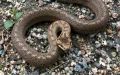 Moroccan Summer Scorpions Snakes Safety Guide