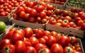 Moroccan Tomato Crisis: Virus and Extreme Weather Slash Production, Drive Up Prices