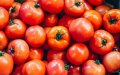 Moroccan Tomato Exports Surge, Challenging Spanish Producers in European Markets