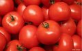 Moroccan Tomato Exports Surge in Europe, Decline in Russia
