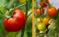 Moroccan tomato production slumps, French producers seize the opportunity