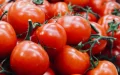 Moroccan Tomatoes: The Kingdom Crushes the Competition with 70% of the European Market!
