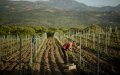 Moroccan Vineyard Owner Sentenced for Human Trafficking and Labor Violations