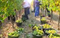 Moroccan Vineyard Workers in France Allege Wage Theft and Trafficking