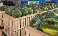 Moroccan Watermelon Exports Hit 7-Year Low Amid Drought