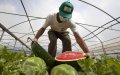 Moroccan Watermelon Prices Soar in EU Markets, Outpacing Spanish Competitors