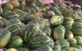 Moroccan Watermelon Safety: ONSSA Confirms No Health Risks