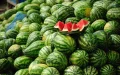 Moroccan watermelons Europe 2025 quality competition