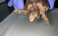 Moroccan Woman Fined $500 for Smuggling Endangered Tortoises at Swiss Airport