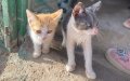Moroccan Woman's Shelter Rescues 200 Stray Cats Near Rabat