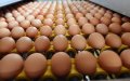 Moroccan Worker Sentenced to Prison for Stealing 16 Eggs, Sparking Political Controversy