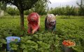 Moroccan Workers Become Largest Foreign Labor Force in Spain