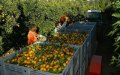 Moroccan Workers Save Corsican Clementine Harvest Amid Pandemic Challenges