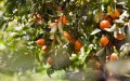 Moroccan Workers Vital to Corsica's Clementine Harvest Season
