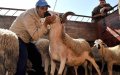 Moroccans Support King's Call to Forgo Eid al-Adha Celebration Amid Drought