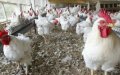 Morocco Achieves Self-Sufficiency in Poultry Meat Production, Study Shows