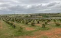 Morocco agriculture gains as Spain faces water crisis