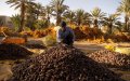 Morocco Aims to Boost Date Production Amid Climate Challenges and Growing Demand