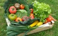 Morocco Aims to Boost Organic Agriculture Exports with New Development Plan