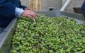 Morocco: Alert on clandestine olive workshops threatening public health