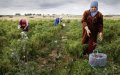 Morocco Allocates $370 Million in Agricultural Subsidies for 2023 Season